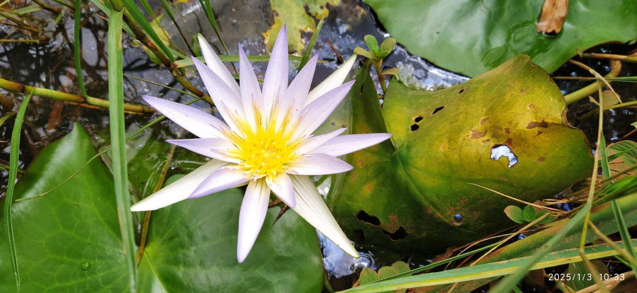 Nymphaea nouchali