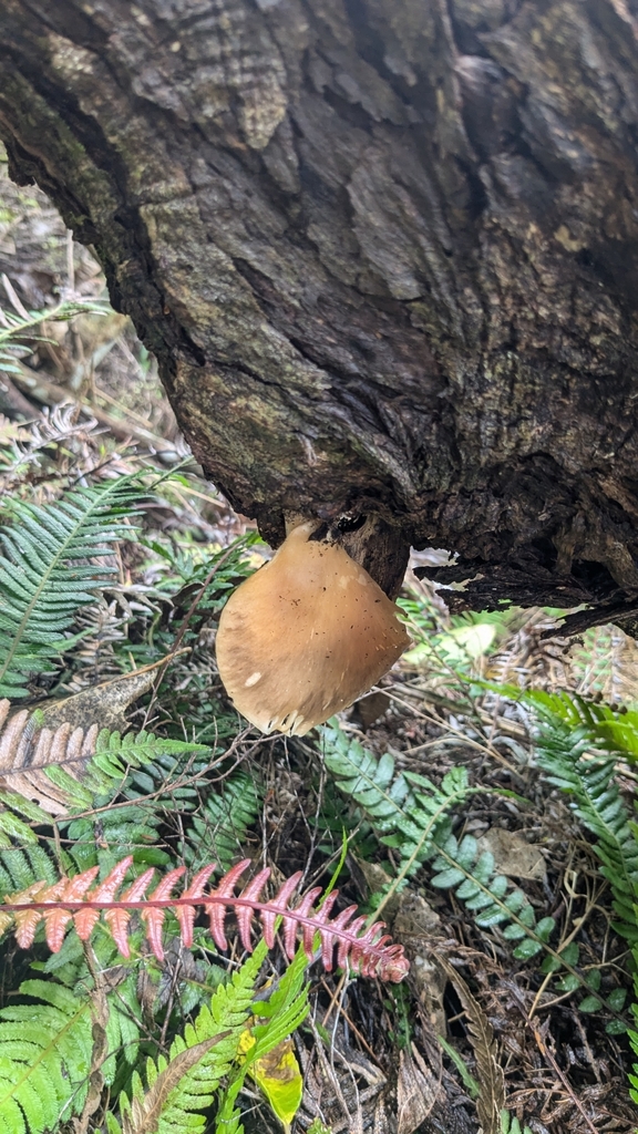 Pleurotus australis · April 2025 · photo: © maria4483 (iNaturalist, cc0)