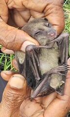 Fijian Long-Tailed Fruit Bat photo 2