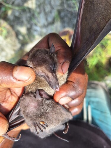 Fijian Long-tailed Fruit Bat