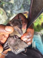 Fijian Long-Tailed Fruit Bat photo 3