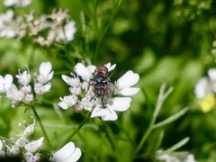 Holcopasites calliopsidis
