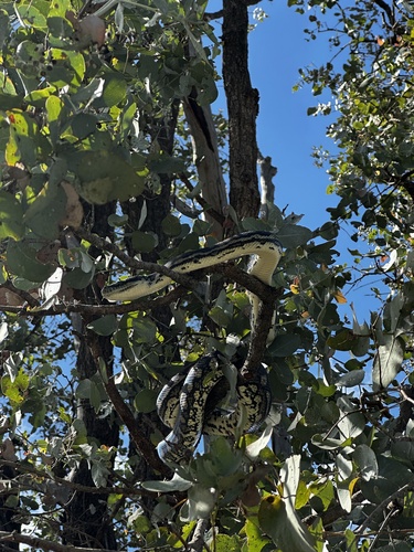 Coastal Carpet Python sighting