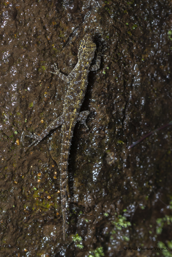 Amboli Day Gecko