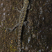 Amboli Round-eyed Gecko - Photo (c) Anil Kumar Verma, some rights reserved (CC BY-NC), uploaded by Anil Kumar Verma
