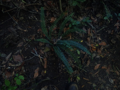 Asplenium lunulatum, photograph 1