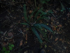(c) Nanna Joubert, some rights reserved (CC BY-SA) Asplenium lunulatum, photograph (c) Nanna Joubert, some rights reserved (CC BY-SA)