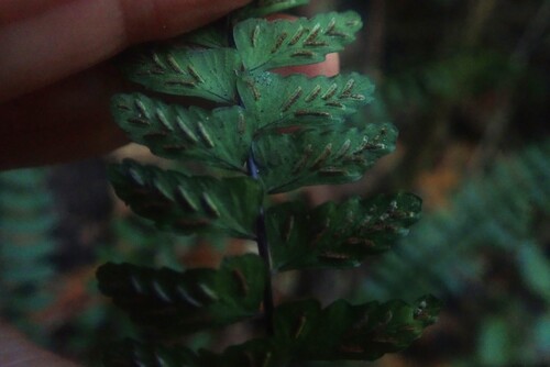 Asplenium lunulatum, photograph 2