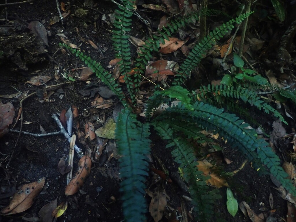 Asplenium lunulatum; photograph (c) Nanna Joubert, some rights reserved (CC BY-SA)