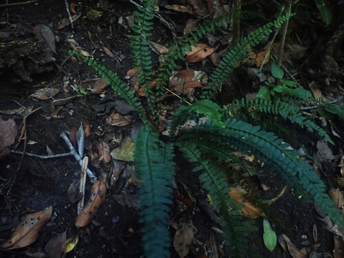 Asplenium lunulatum