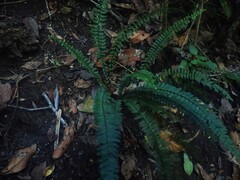 Asplenium lunulatum