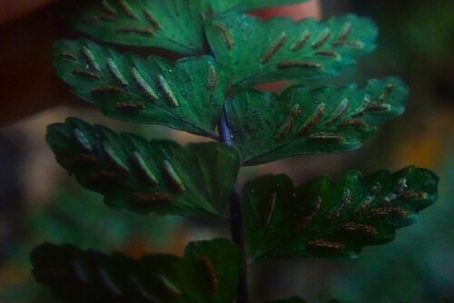 Asplenium lunulatum, photograph 3