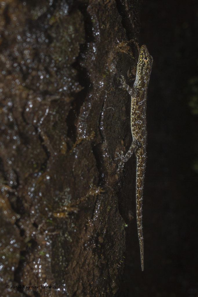 Round-eyed Geckos