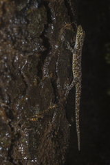 Cnemaspis amboliensis