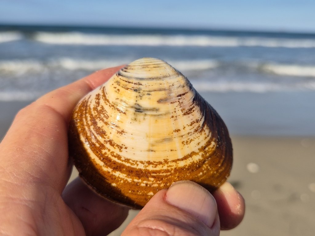 Eucrassatella