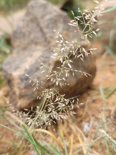 Eragrostis lateritica