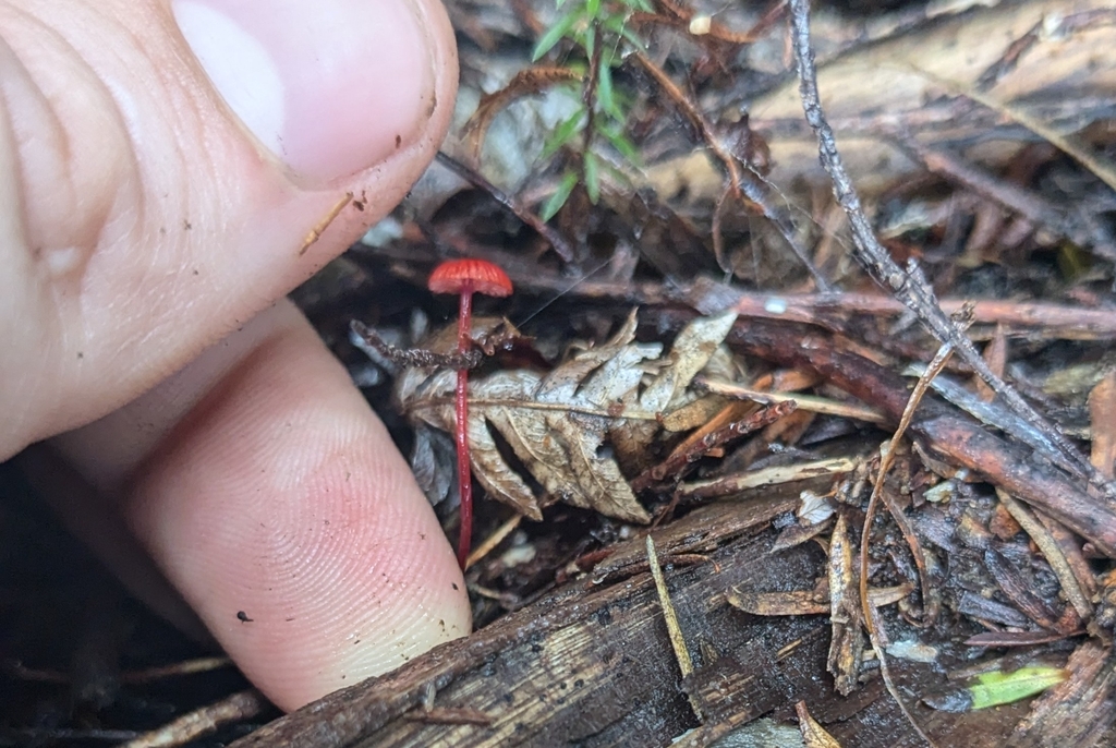 Cruentomycena viscidocruenta · April 2025 · photo: © maria4483 (iNaturalist, cc0)