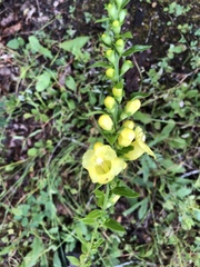 Aureolaria grandiflora