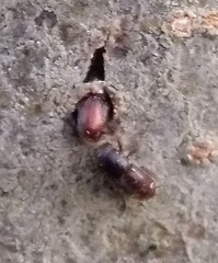Scolytus mali