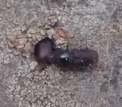 Scolytus mali