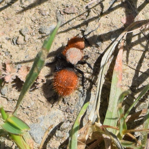 Pacific Velvet Ant photo 4