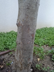 Scolytus mali