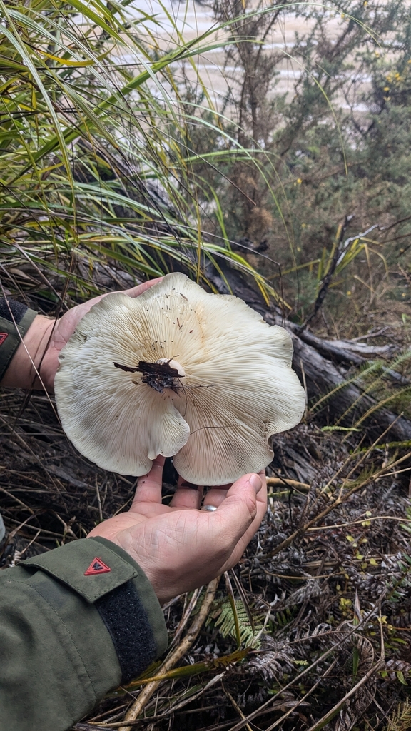 Pleurotus australis · April 2025 · photo: © maria4483 (iNaturalist, cc0)