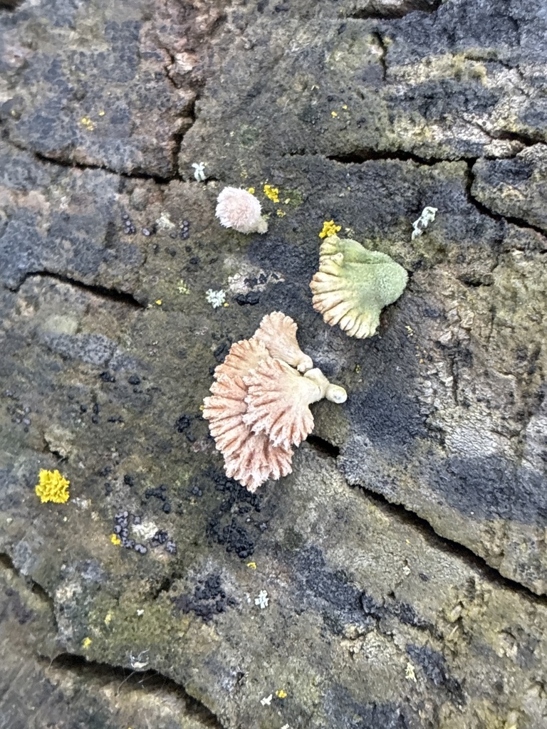 Schizophyllum commune · April 2025 · photo: © jennysaito (iNaturalist, cc-by)