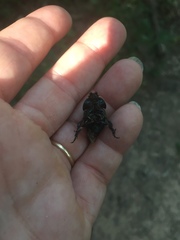 Geotrupes splendidus