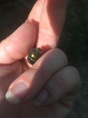 Geotrupes splendidus