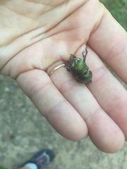 Geotrupes splendidus