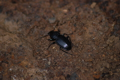 Pterostichus melas