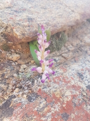 Lachenalia carnosa