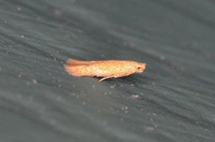 Tischeria quercitella