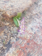 Lachenalia carnosa
