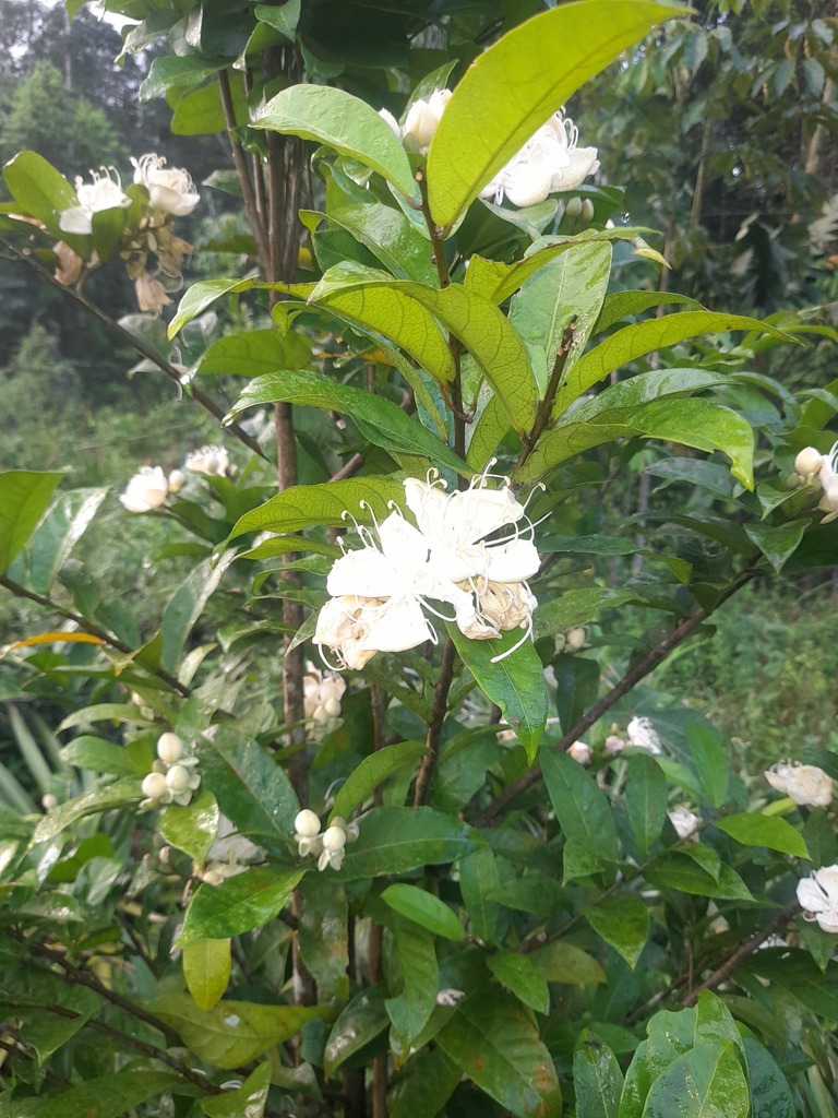 Neocalyptrocalyx leprieurii