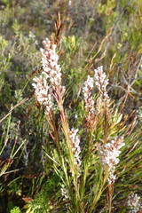 Spatalla racemosa