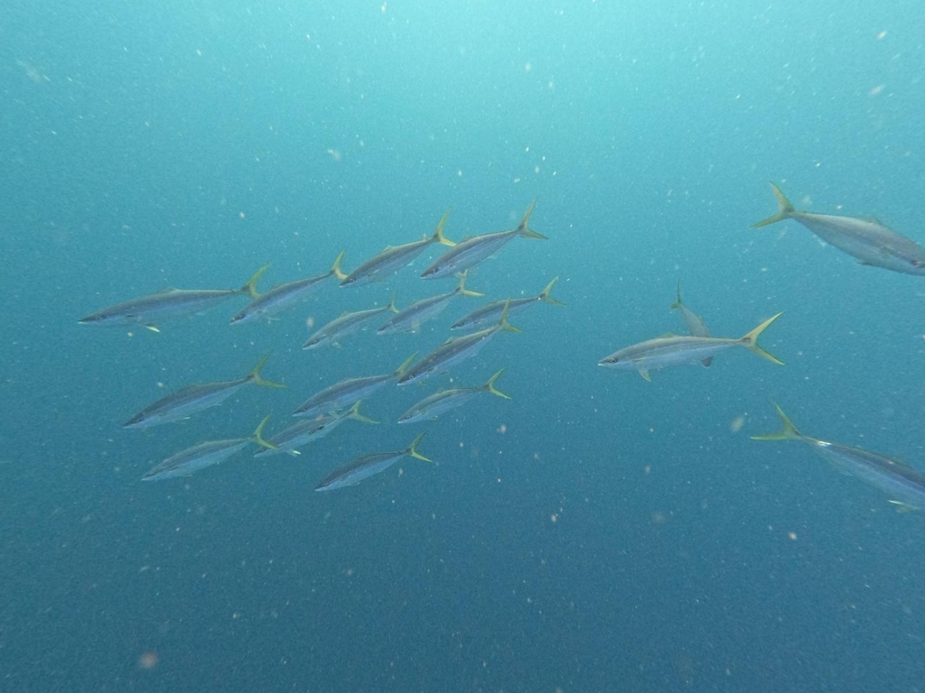 Rainbow runner