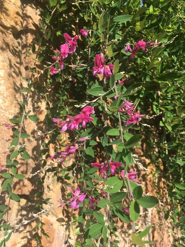Lespedeza thunbergii iNat (1)