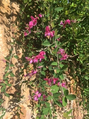 Lespedeza thunbergii