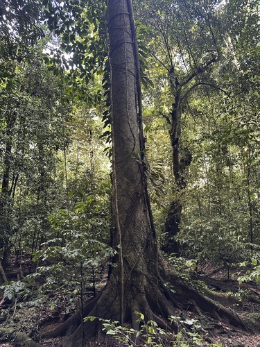 Antiaris toxicaria observed 2025-04-19