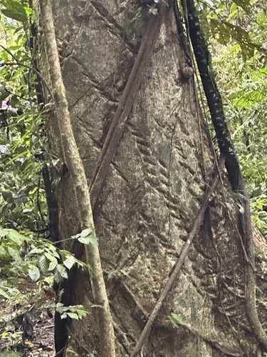 Foto de Tajá