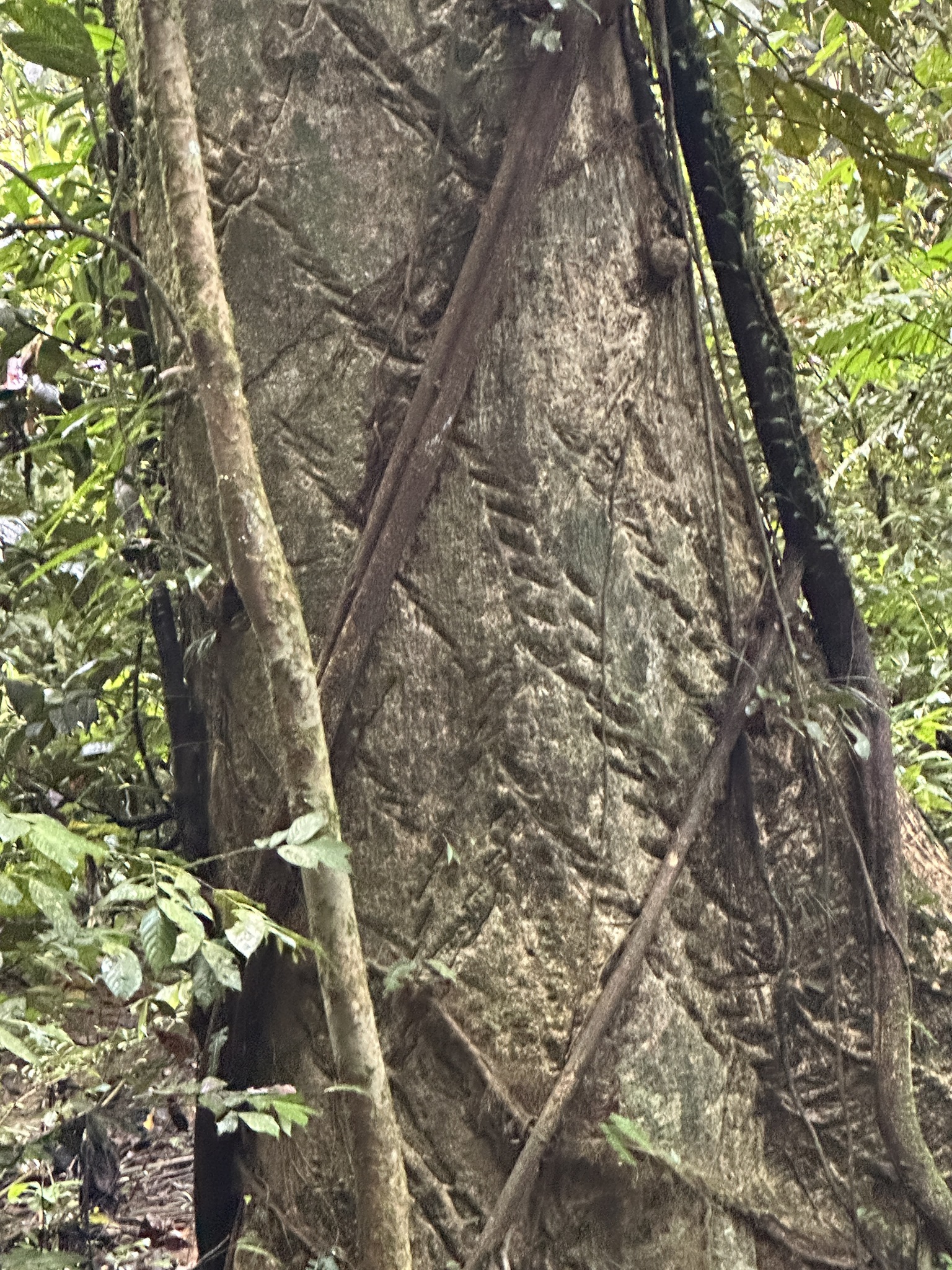 Imagem de Tajá