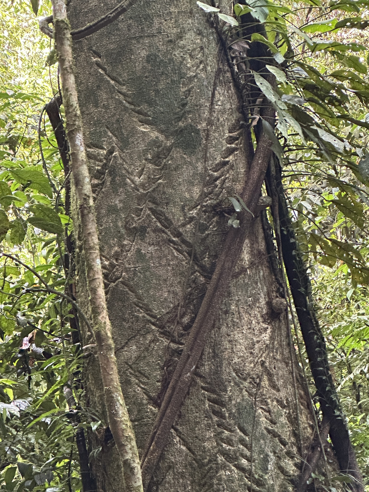 Imagem de Tajá