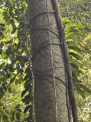 Foto de Tajá