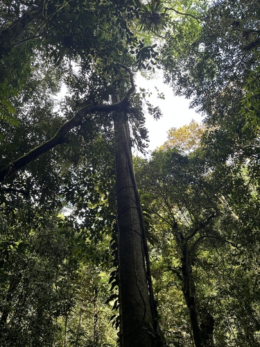 Foto de Tajá