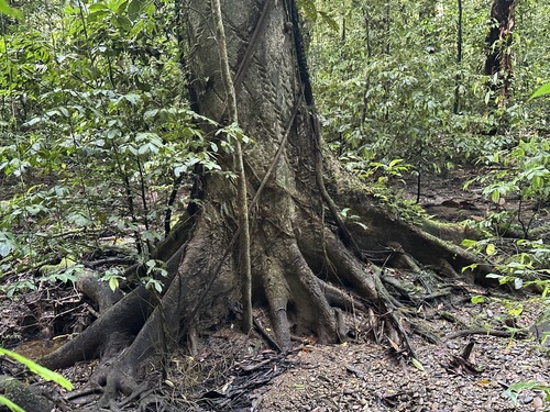 Foto de Tajá