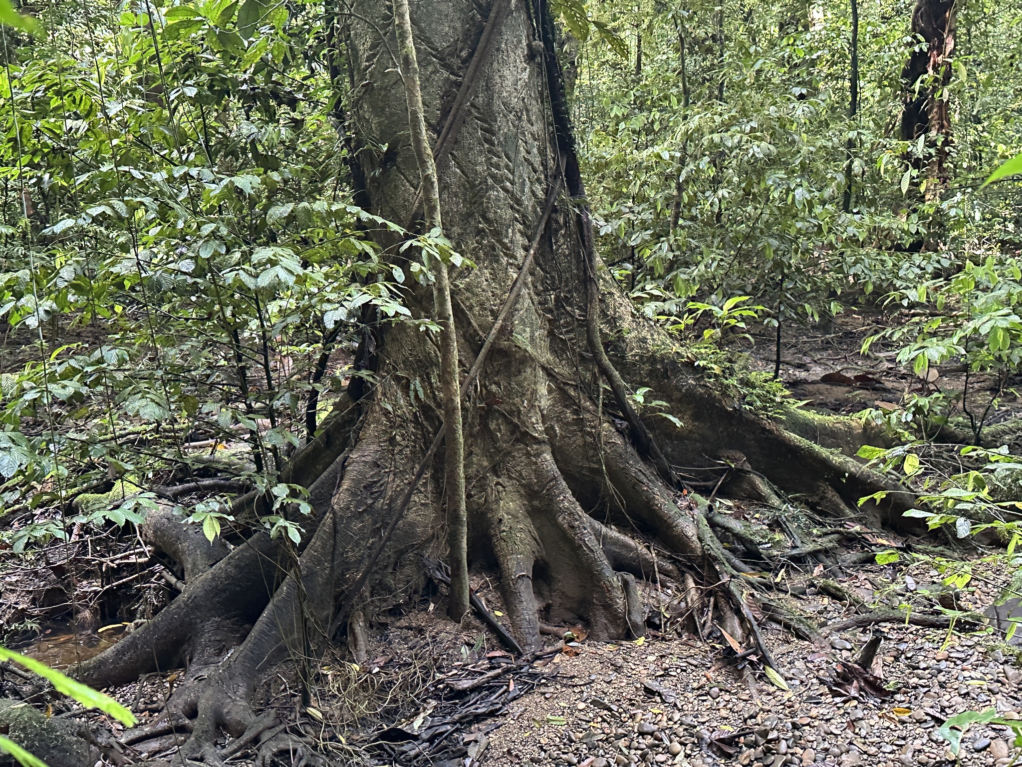 Imagem de Tajá