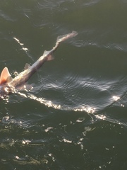 Mustelus henlei
