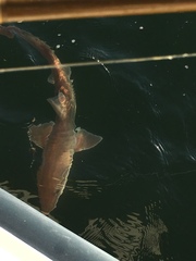 Mustelus henlei